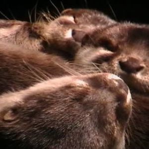 Meet your Posher, Lynndella